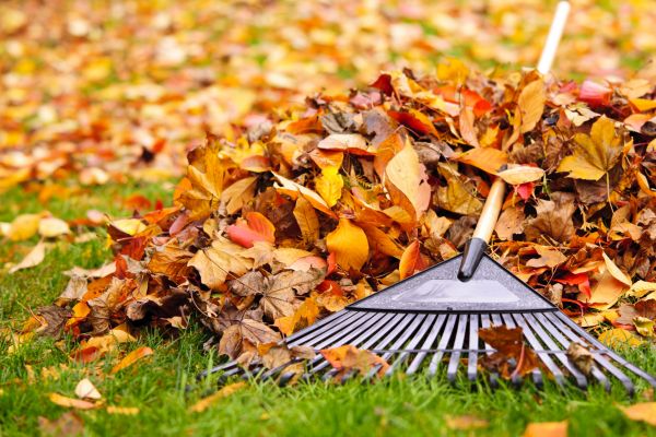 Cost of Leaves Removal in Tracy