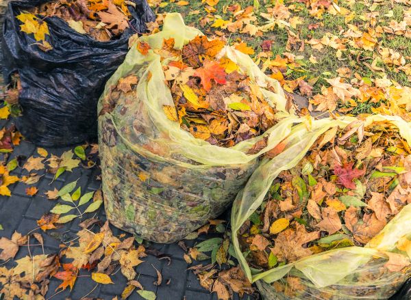 Cost of Yard Cleanup Service in Tracy