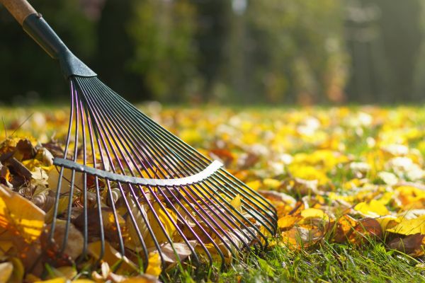 Cost of Leaf Raking Service in Tracy