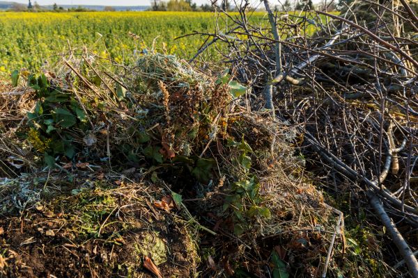 Cost of Brush Disposal in Tracy