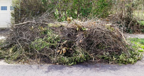 Cost of Tree Limb Cleanup in Tracy