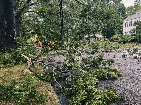 Cost of Tree Branch Disposal in Tracy