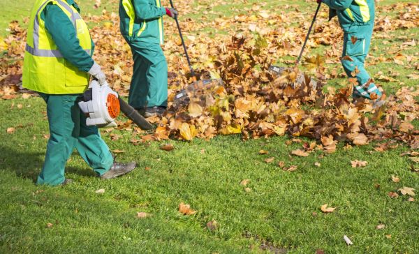 Cost of Leaf Maintenance in Tracy