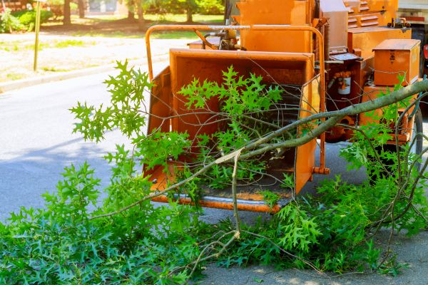 Cost of Tree Branches Removal in Tracy