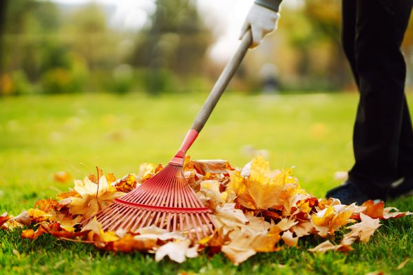 Cost of Ditch Leaf Removal in Tracy