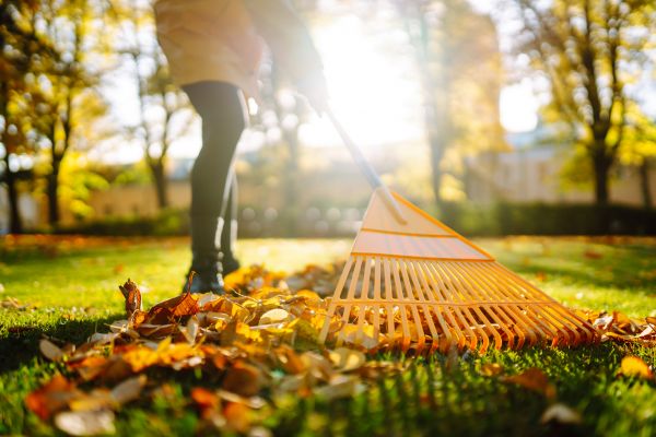 Cost of Leaves Raking in Tracy