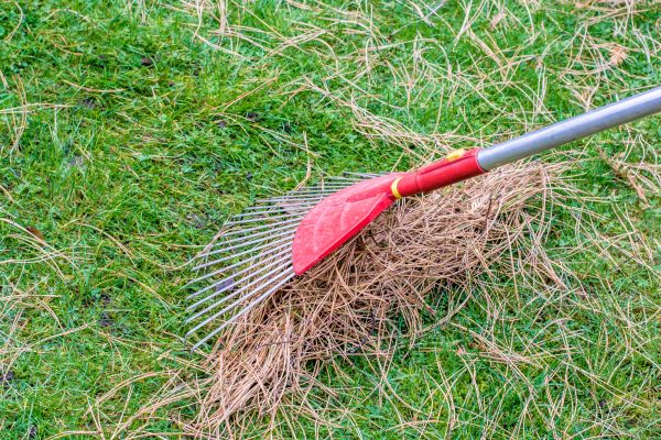 Cost of Yard Raking in Tracy