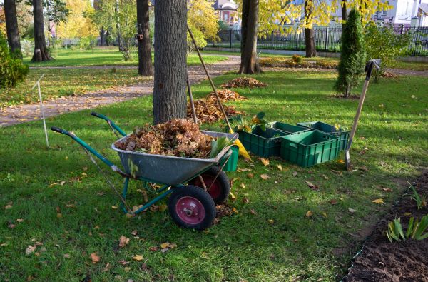 Cost of Leaf Clearing Service in Tracy