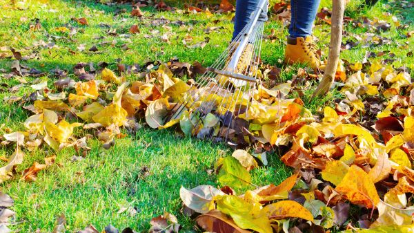 Cost of Lawn Cleanup Service in Tracy